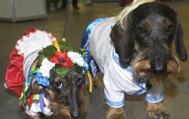 В Киеве состоялась выставка "патриотических" собак
