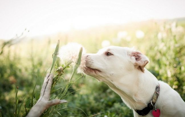 Погода на сьогодні: в Україні переважно без опадів, температура до +32