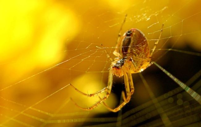 У Закарпатській області з'явилися смертельно небезпечні павуки