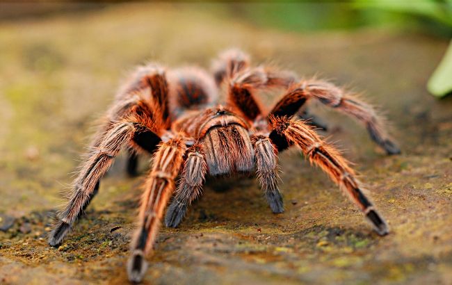 Что делать при укусах насекомых и пауков летом: в Минздраве дали полезные советы