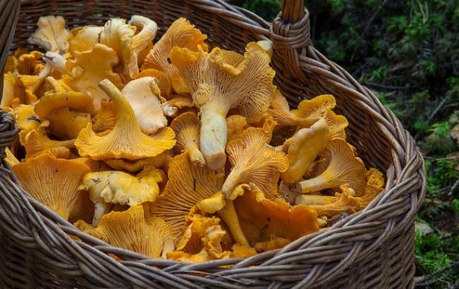 В Ивано-Франковской области трое детей отравились грибами