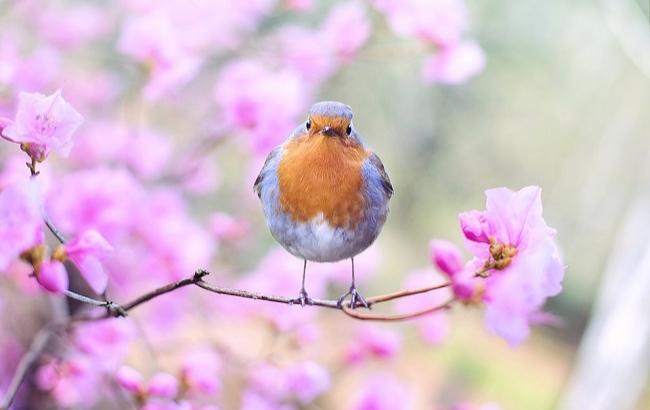 19 марта: на день Константина птицы подскажут, когда придет весна