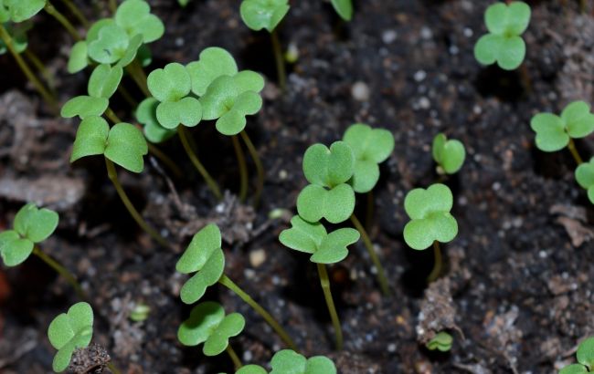 Лунный посевной календарь на февраль 2025 года: когда начинать сеять разные растения