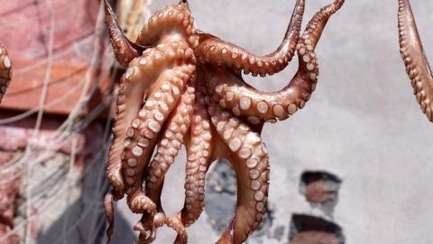 В Японії вбили знаменитого восьминога-оракула, який передбачував результати матчів ЧМ-2018