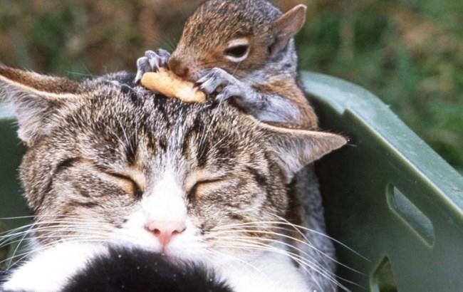 "Удочеренная" кошкой белка научилась мурлыкать