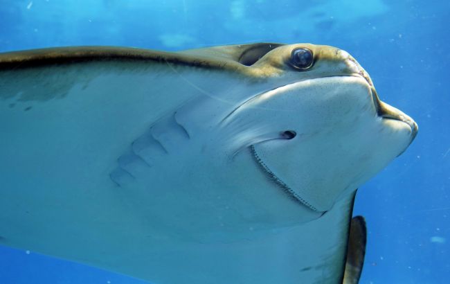 Величезний скат приплив до людей просити про допомогу: відео розчулило мережу