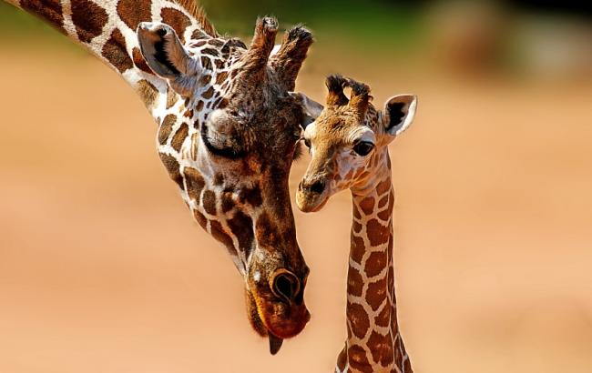 На Земле исчезает популяция жирафов