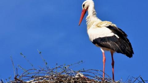 Просив про допомогу: у Дніпрі до людей прийшов поранений лелека (фото)