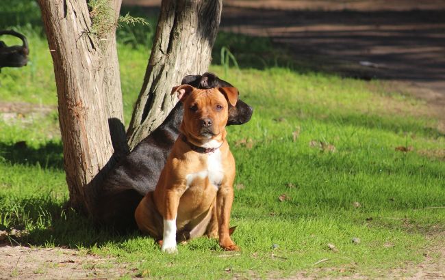 В Киеве стафф загрыз маленькую собаку: хозяин специально натравливает пса