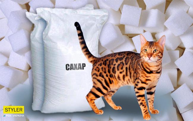 В супермаркете Киева кошка справила нужду в сахар