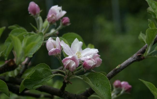 Накриють дощі з грозами: синоптики уточнили прогноз на 17 липня