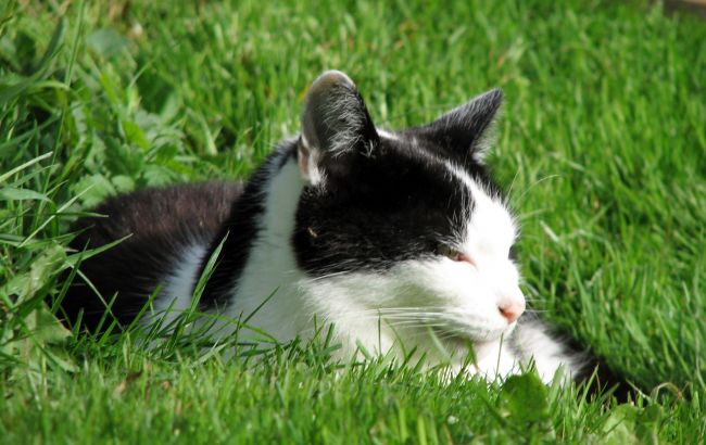 Погода на сегодня: в Украине без осадков, температура до +28