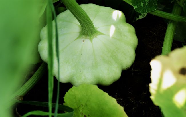 Експерти назвали корисні і шкідливі властивості  популярного овоча