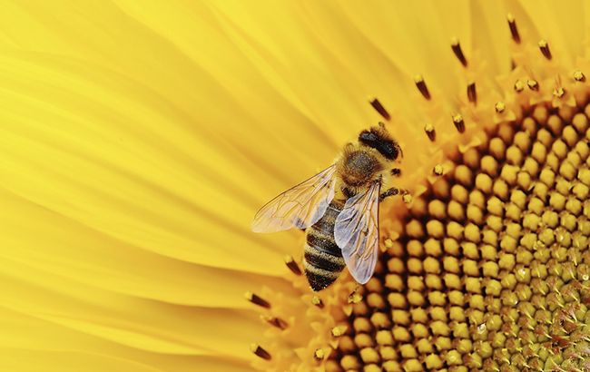 В Харьковской области мужчина умер от укуса пчелы