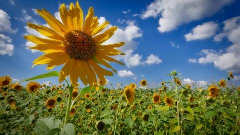 Где ждать осадков: синоптики дали прогноз на 12 июля