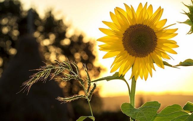 25 червня: свята і важливі події на цей день