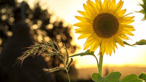 Вперше за 30 років: синоптик дала аномальний прогноз на літо