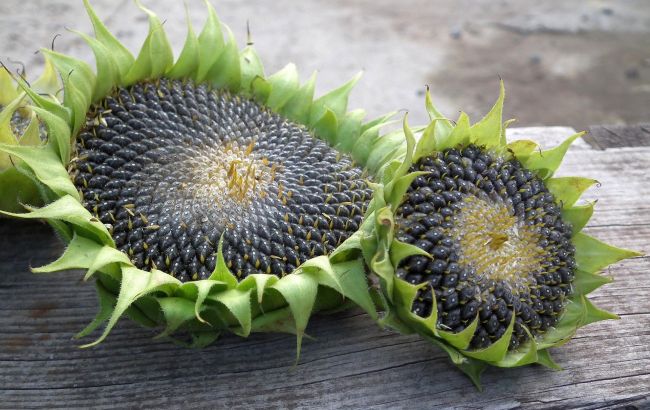 Лікар розповіла, що трапиться з вами, якщо часто їсти насіння