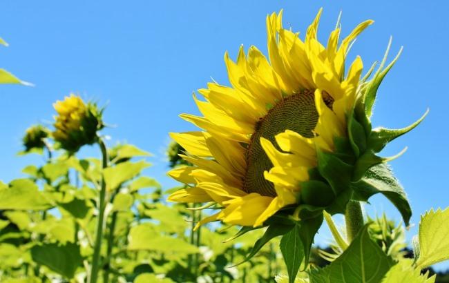 До +30 градусів: синоптики дали прогноз на 24 липня