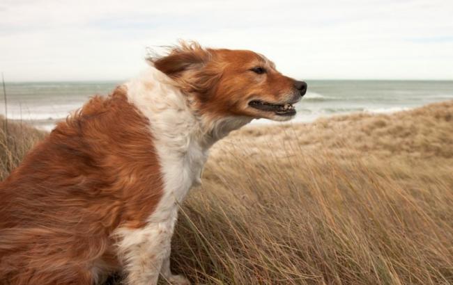 Синоптики попереджають українців про сильний вітер протягом дня 13 березня