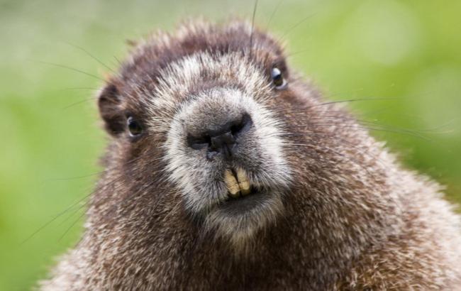 Сурки не расскажут, когда в Мариуполь придет весна