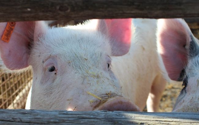 Молдова обмежила імпорт свинини з України через загрозу АЧС