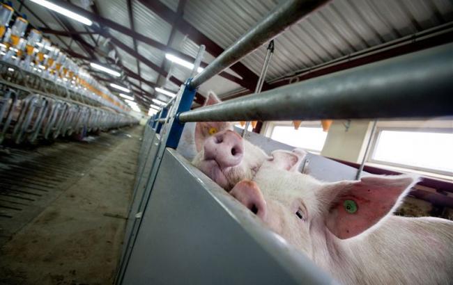 Більше 90% експорту української свинини припало на ринок Росії, - УКАБ