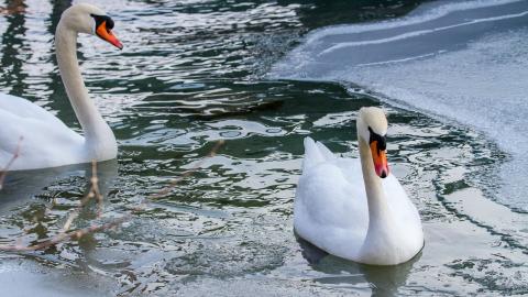 Врятувати пернатих: у Тернопільській області люди допомогли перезимувати лебедям