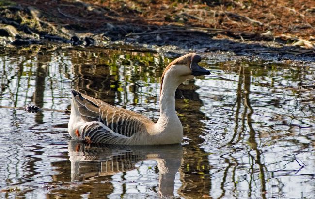 Эпизоотический очаг. Часть Луганской области взяли под наблюдение: что произошло