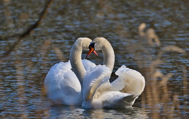 Специалисты призывают не кормить лебедей хлебом: стало известно почему