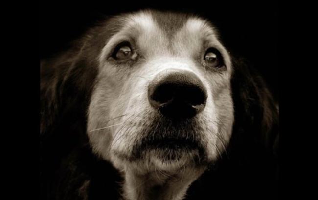 В Полтаве бездомная собака спасла умирающую в лесу молодую девушку