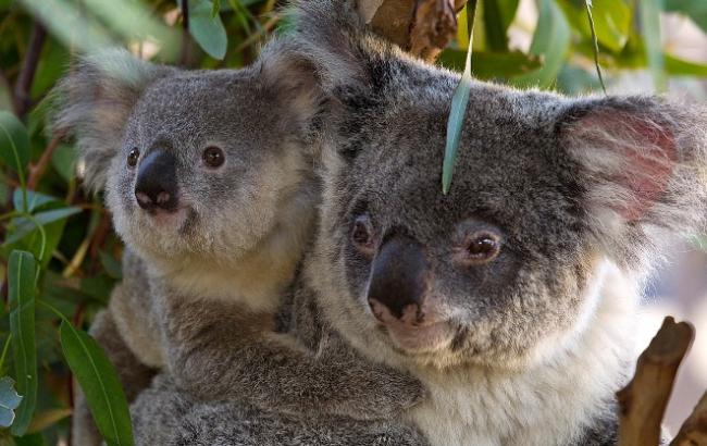 Выяснилось, что коалы могут быть отличными домашними питомцами