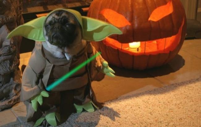 Ужасное животное: наряжаем домашних питомцев к Хэллоуину