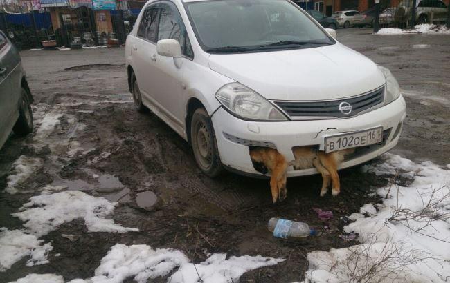 В России депутат несколько дней ездил с мертвой собакой в бампере