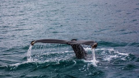 Топ-5 сюрреалистических животных, обитающих под водой