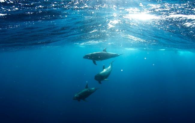 В Днепре возле Херсона появились дельфины