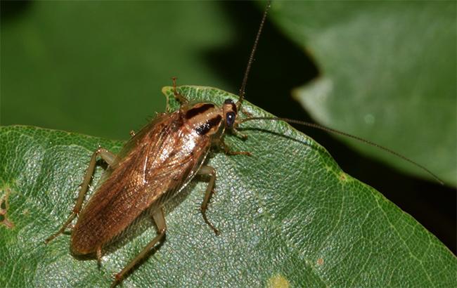 Ученые рассказали, почему тараканы такие живучие