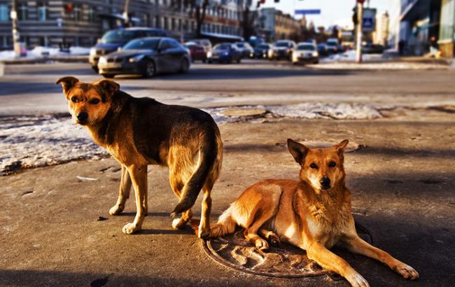 В России догхантеры отравили детей вместо собак
