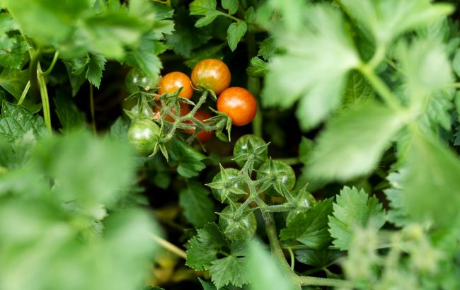 Що зробити, аби помідори швидше дозрівали: надійний спосіб від городниці
