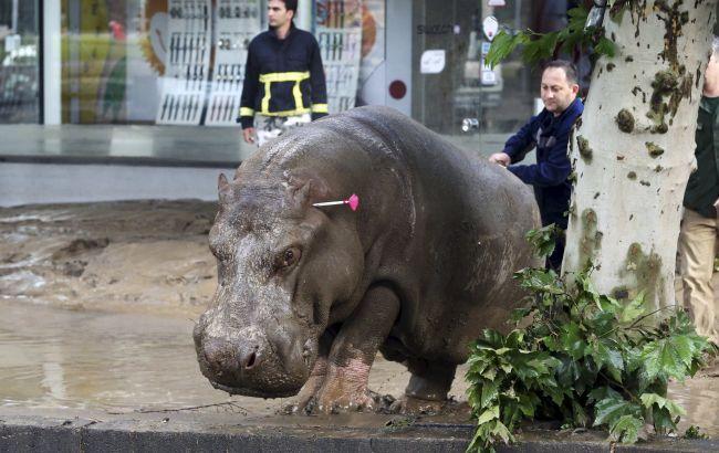 Повінь у Тбілісі: фото тварин, що втекли із зоопарку