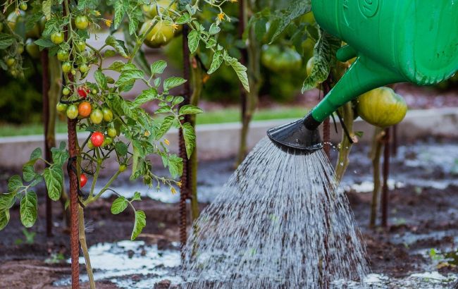 Як правильно поливати помідори в спеку, щоб не зіпсувати урожай