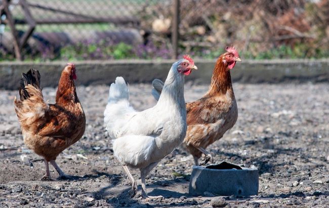 В Ізраїлі пташиний грип згубив диких журавлів і ферми: сотні тисяч птахів знищать