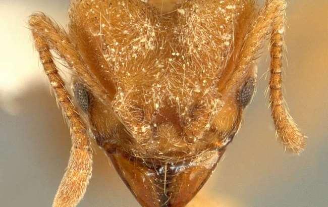 Ученые назвали новый вид муравьев в честь группы Radiohead
