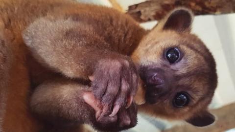 "Трогательная Майя": новая глазастая жительница зоопарка под Киевом растрогала сеть (фото)