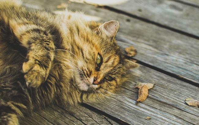 Синоптик розповіла про погоду на 18 травня