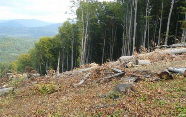 Москаль попросить депутатів не голосувати за скасування заборони на експорт лісу в ЄС