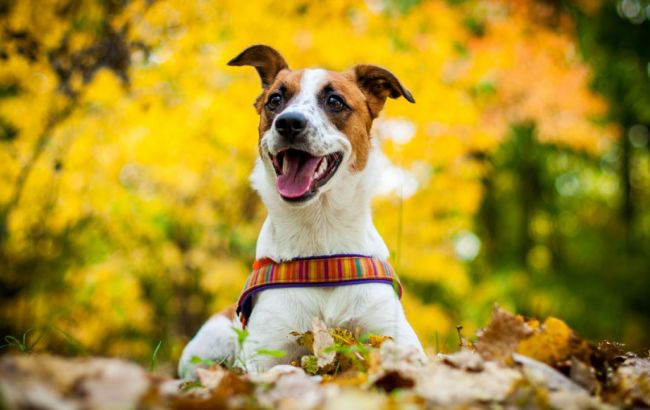 Погода на сьогодні: на заході України дощі, температура до +12