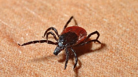 Під Харковом виявили небезпечних кліщів: усі подробиці