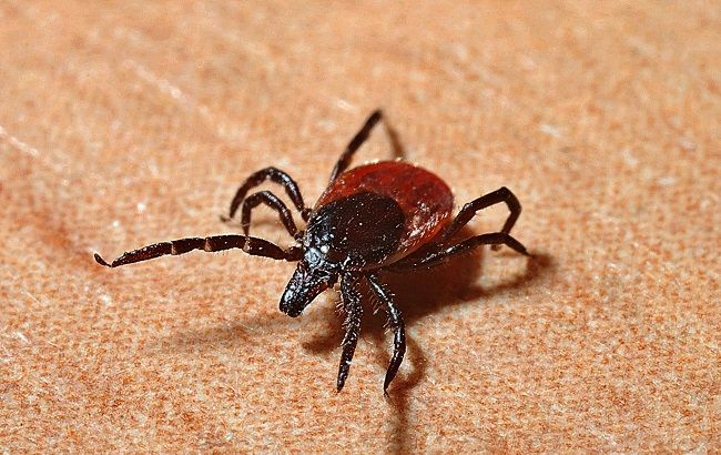 Під Харковом виявили небезпечних кліщів: усі подробиці