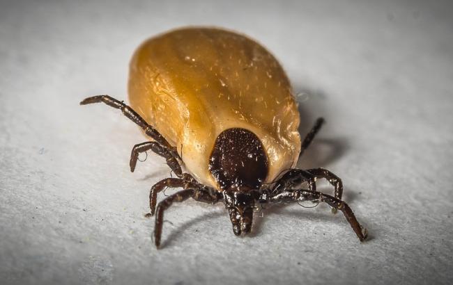 Харків атакують кліщі